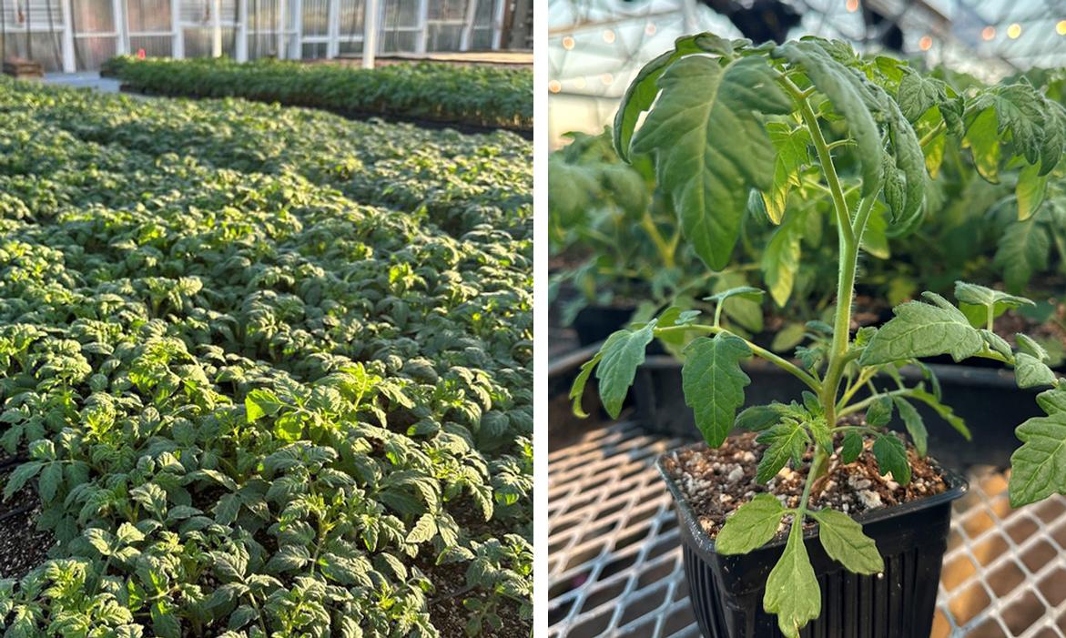 We're growing thousands of tomato plants in our greenhouses so you will have larger, healthier plants to start your vegetable garden with.