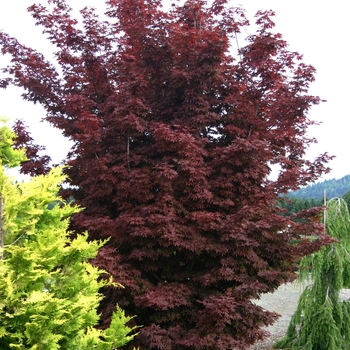 Acer palmatum - 'Twombly's Red Sentinel' Japanese Maple