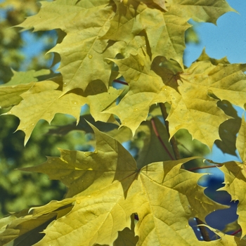 Acer platanoides - 'Princeton Gold' Norway Maple