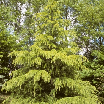 Cedrus deodara - 'Aurea' Golden Deodar Cedar