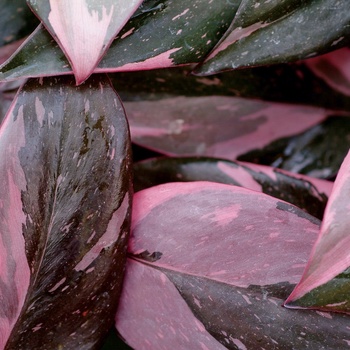 Philodendron erubescens - ''Pink Princess''