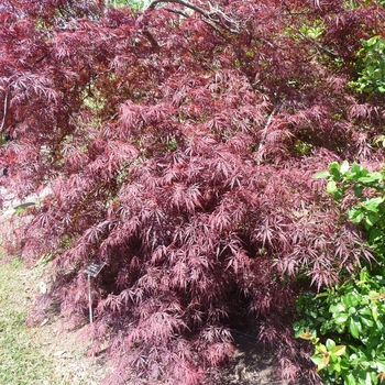 Acer palmatum var. dissectum - 'Tamukeyama' Japanese Maple