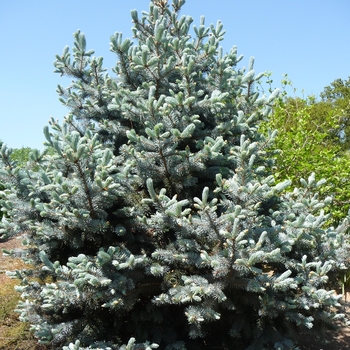 Picea pungens - 'Hoopsii' Blue Spruce