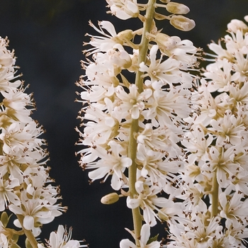 Clethra alnifolia - ''Vanilla Spice®'' Summersweet