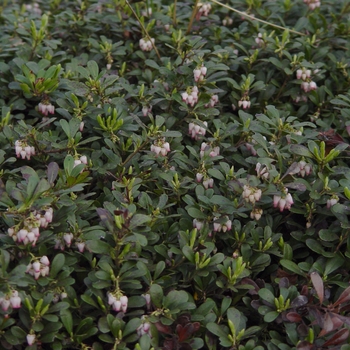 Arctostaphylos uva-ursi - ''Massachusetts'' Common Bearberry