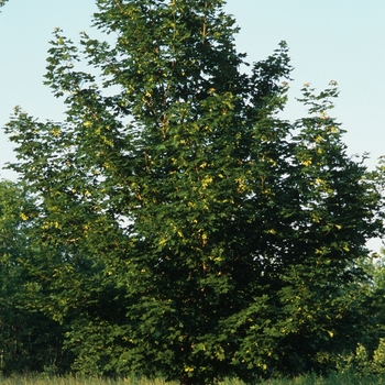 Acer truncatum x platanoides - 'Norwegian Sunset®' Painted Maple