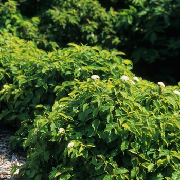 Cornus sericea - 'Kelseyi' Red-Osier Dogwood