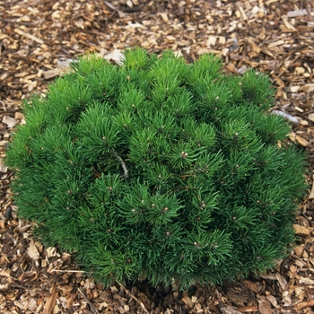 Pinus mugo - 'Mitsch Mini' Dwarf Mugo Pine