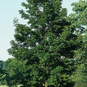 Acer platanoides - 'Emerald Queen' Norway maple