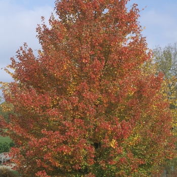 Acer rubrum - 'Red Sunset®' Red Maple