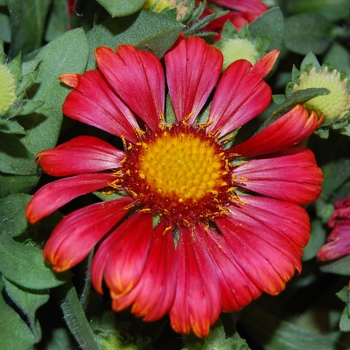 Gaillardia - 'Arizona Red Shades' Blanket Flower