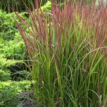 Imperata cylindrica - 'Red Baron' Japanese Blood Grass