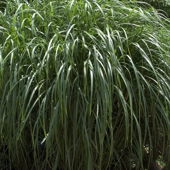 Miscanthus sinensis - 'Hercules' Hercules Flame grass