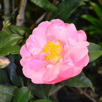 Camellia japonica - 'Pink Icicle'