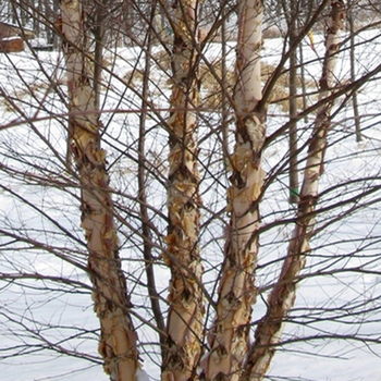 Betula nigra - 'Heritage®' River Birch