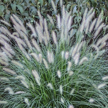 Pennisetum alopecuroides - 'Hameln' Dwarf Fountain Grass