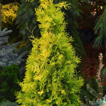 Thuja occidentalis - 'Yellow Ribbon' Arborvitae