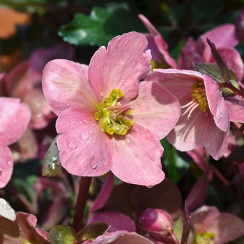 Helleborus x ericsmithii (Lenten Rose) - Gold Collection® 'Pink Frost'