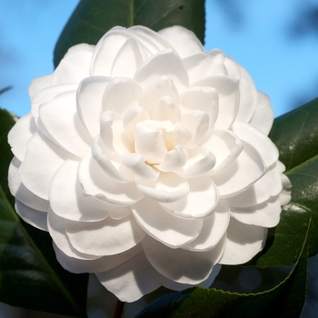 Camellia japonica - 'Seafoam'