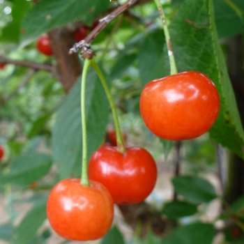 Prunus - 'Montmorency' Montmorency Cherry