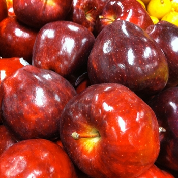 Malus domestica - 'Red Delicious' Apple