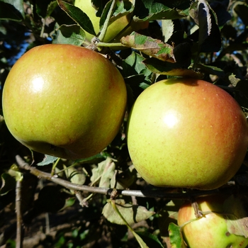 Malus domestica - 'Jonagold' Apple