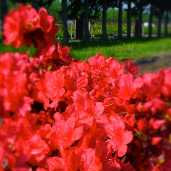Rhododendron Kurume hybrid - 'Mother's Day' Azalea