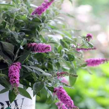 Buddleia (Butterfly Bush) - Lo & Behold® 'Pink Micro Chip'