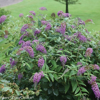 Buddleia (Butterfly Bush) - Lo and Behold® 'Purple Haze'