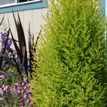 Cupressus macrocarpa - 'Wilma Goldcrest' Monterey Cypress
