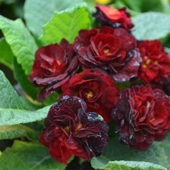 Primula vulgaris (Primrose) - Belarina® 'Valentine'
