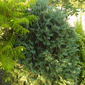 Thuja occidentalis - 'Technito®' Arborvitae