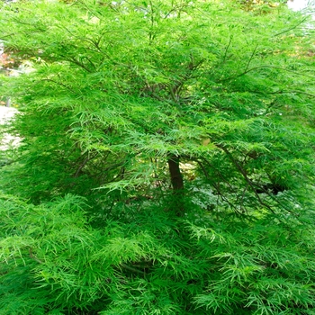 Acer palmatum var. dissectum - 'Viridis' Japanese Maple