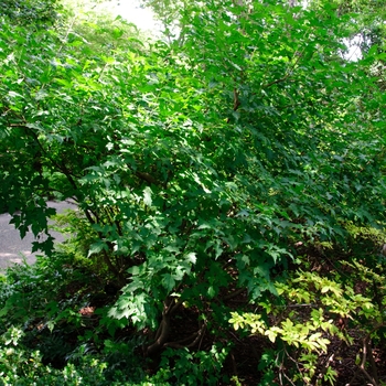 Acer ginnala - 'Flame' Amur Maple