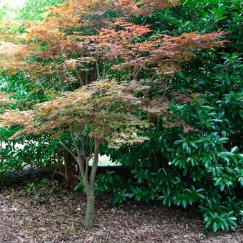 Acer palmatum - 'Fireglow' Japanese Maple