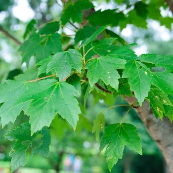 Acer rubrum - 'Sun Valley' Red Maple