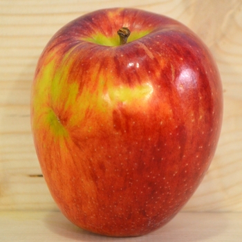 Malus domestica - 'Braeburn' Apple