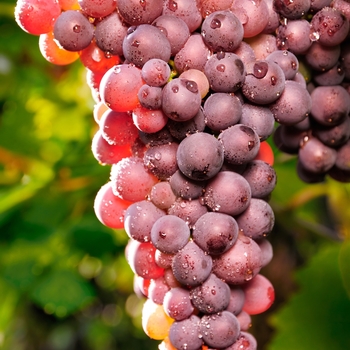 Vitis vinifera - 'Reliance' Grape