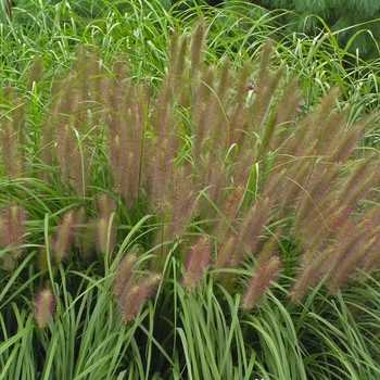 Pennisetum alopecuroides - 'Red Head' Fountain Grass