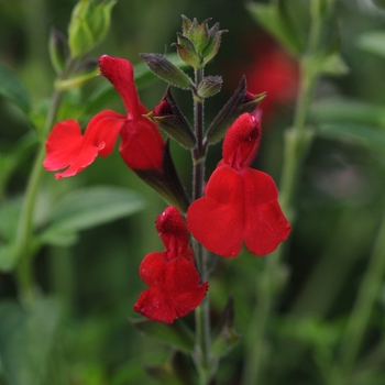 Salvia greggii - 'Radio Red' Autumn Sage