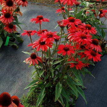 Echinacea (Coneflower) - Prima™ 'Ruby'