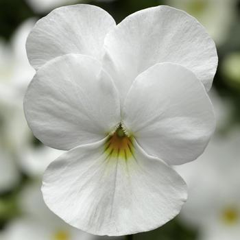 Viola cornuta (Pansy) - Deltini™ 'White'