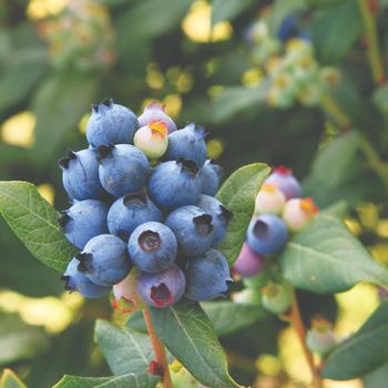 Vaccinium (Blueberry) - Bushel and Berry® 'Perpetua®'