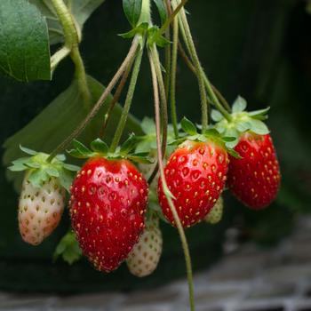 Fragaria x ananassa (Strawberry) - Bushel and Berry® 'Snowy Belle™'