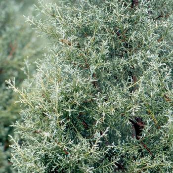 Cupressus arizonica - 'Carolina Sapphire' Arizona Cypress