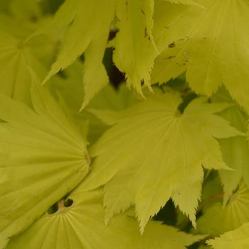 Acer shirasawanum - 'Aureum' Fullmoon Maple