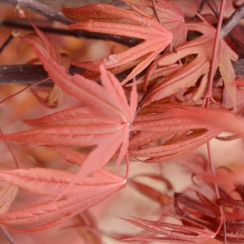 Acer palmatum - 'Emperor 1®' Japanese Maple