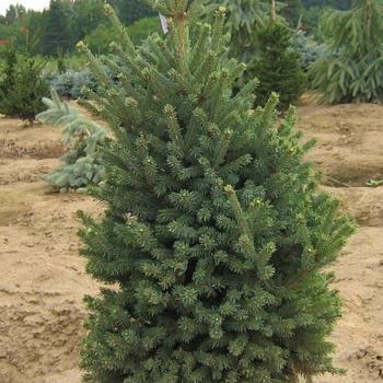 Picea mariana - 'Blue Teardrop' Black Spruce