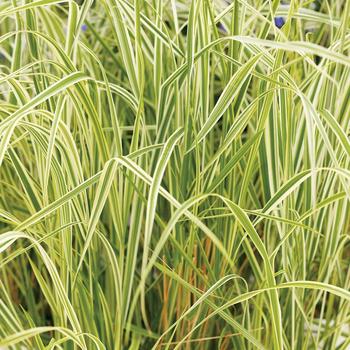 Calamagrostis acutiflora - 'Overdam' Feather Reed Grass