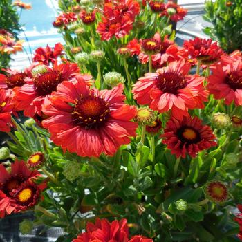 Gaillardia (Blanket Flower) - Realflor® Compact 'Sunset Celebration'